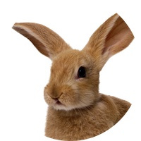 Vnaumenya3dblenderrabbit